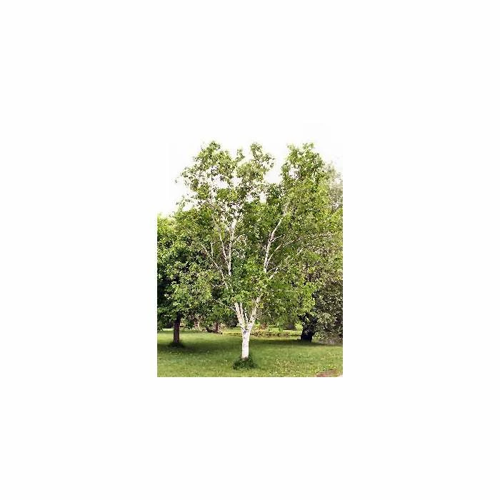 Betula papyrifera | Paper Birch Tree | 9L Pot | 120-150cm 1 Betula papyrifera | Paper Birch Tree | 9L Pot | 120-150cm
