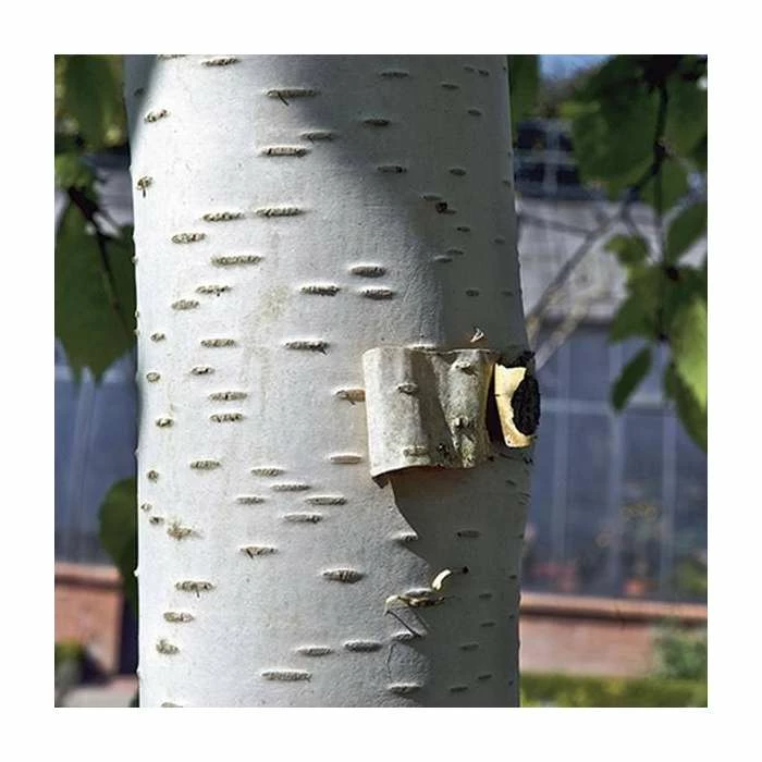 Betula papyrifera | Paper Birch Tree | 9L Pot | 120-150cm 2 Betula papyrifera | Paper Birch Tree | 9L Pot | 120-150cm - Image 2