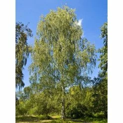Silver Birch | Betula Pendula -Yellow Plants Store TR013512L add image 1 57df