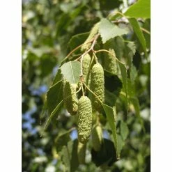 Silver Birch | Betula Pendula -Yellow Plants Store TR013512L add image 2 6e23