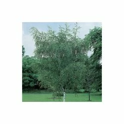 Silver Birch | Betula Pendula -Yellow Plants Store TR013512L add image 4 e015