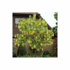 Laburnum x watereri 'Vossii' -Yellow Plants Store TR01499L add image 1 9fe3