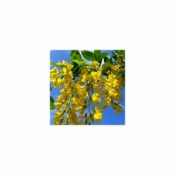 Laburnum x watereri 'Vossii' -Yellow Plants Store TR01499L add image 2 ebfb