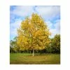 Liriodendron tulipifera | Tulip Tree