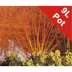 Salix alba 'Britzenis' | Willow Tree -Yellow Plants Store TR0193 add image 2 347a