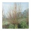 Salix alba 'Britzenis' | Willow Tree