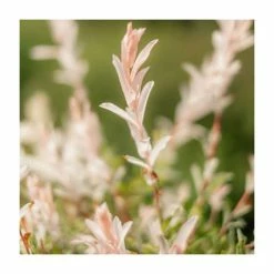 Salix integra 'Hakuro-nishiki' | Flamingo Willow Tree | 4L Pot | 120-150cm -Yellow Plants Store TR0196 add image 2 dd74