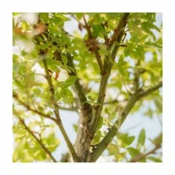 Salix integra 'Hakuro-nishiki' | Flamingo Willow Tree | 4L Pot | 120-150cm -Yellow Plants Store TR0196 add image 3 27f2