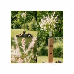 Salix integra 'Hakuro-nishiki' | Flamingo Willow Tree | 4L Pot | 120-150cm -Yellow Plants Store TR0196 add image 4 fa4b