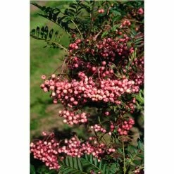 Sorbus vilmorinii | Rowan Tree -Yellow Plants Store TR02049L add image 1 7a0c