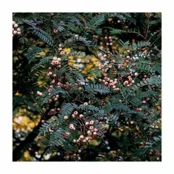 Sorbus vilmorinii | Rowan Tree -Yellow Plants Store TR02049L add image 2 95bb