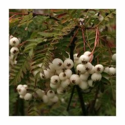 Sorbus vilmorinii | Rowan Tree -Yellow Plants Store TR02049L add image 3 5b39