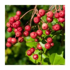 Sorbus vilmorinii | Rowan Tree -Yellow Plants Store TR02049L add image 4 b62b