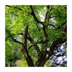 Tilia platyphyllos 'Rubra' | Large Leaf Lime Tree | 9L Pot | 120-150cm 8 Tilia platyphyllos 'Rubra' | Large Leaf Lime Tree | 9L Pot | 120-150cm -Yellow Plants Store TR0205 add image 1 2c74