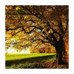 Tilia platyphyllos 'Rubra' | Large Leaf Lime Tree | 9L Pot | 120-150cm 9 Tilia platyphyllos 'Rubra' | Large Leaf Lime Tree | 9L Pot | 120-150cm -Yellow Plants Store TR0205 add image 2 eb92