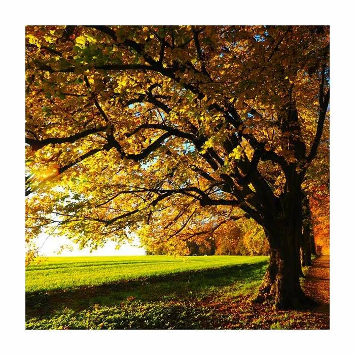 Tilia platyphyllos 'Rubra' | Large Leaf Lime Tree | 9L Pot | 120-150cm 4 Tilia platyphyllos 'Rubra' | Large Leaf Lime Tree | 9L Pot | 120-150cm - Image 4