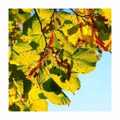 Tilia platyphyllos 'Rubra' | Large Leaf Lime Tree | 9L Pot | 120-150cm 10 Tilia platyphyllos 'Rubra' | Large Leaf Lime Tree | 9L Pot | 120-150cm -Yellow Plants Store TR0205 add image 3 63a7