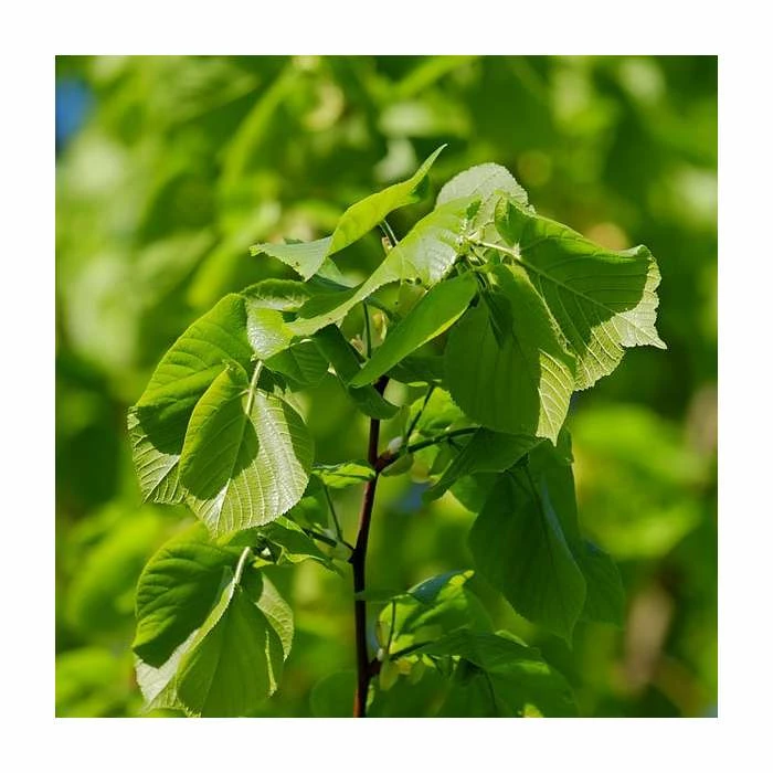Tilia platyphyllos 'Rubra' | Large Leaf Lime Tree | 9L Pot | 120-150cm 2 Tilia platyphyllos 'Rubra' | Large Leaf Lime Tree | 9L Pot | 120-150cm - Image 2