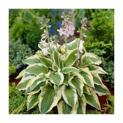 20-50cm Hosta 'Mama Mia' | 4L Pot