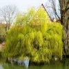 Salix x sepulcralis 'Chrysocoma' | Willow Tree
