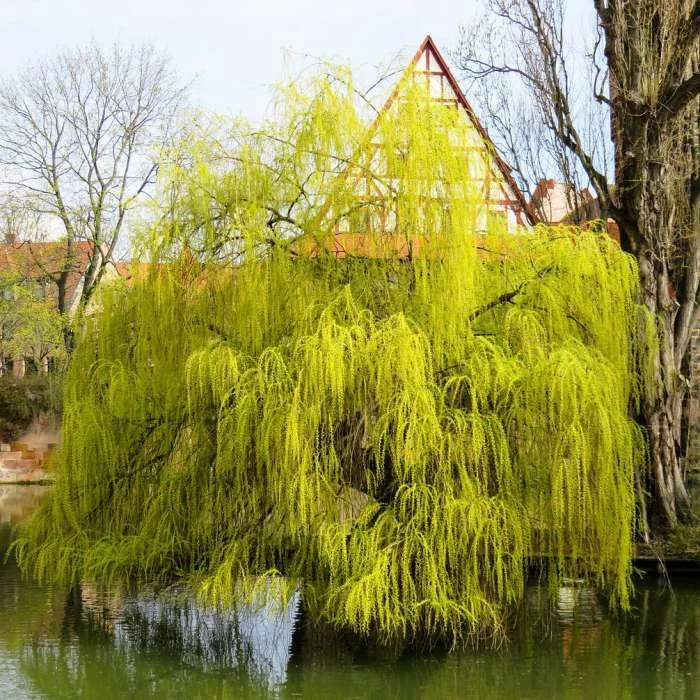 Salix x sepulcralis 'Chrysocoma' | Willow Tree 1 Salix x sepulcralis 'Chrysocoma' | Willow Tree