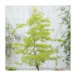 Acer palmatum 'Dissectum' | Japanese Maple Tree -Yellow Plants Store TR070515L add image 1 b08e