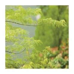 Acer palmatum 'Dissectum' | Japanese Maple Tree -Yellow Plants Store TR070515L add image 2 642e