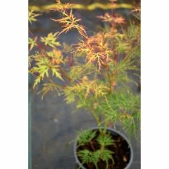 Acer palmatum 'Dissectum' | Japanese Maple Tree -Yellow Plants Store TR070515L add image 3 df5e