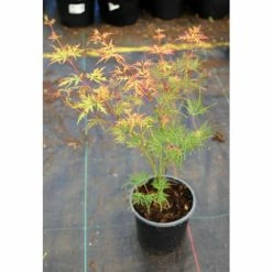 Acer palmatum 'Dissectum' | Japanese Maple Tree -Yellow Plants Store TR070515L add image 4 f250