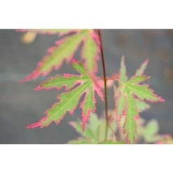Acer palmatum 'Taylor' | Japanese Maple Tree | 1L Pot -Yellow Plants Store TR07101L add image 1 4e7f