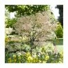 Acer palmatum 'Taylor' | Japanese Maple Tree | 1L Pot