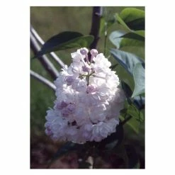 Syringa vulgaris 'Beauty of Moscow' | Lilac 'Krasavitsa Moskvy' | 7L Pot | 120-150cm | By Frank P Matthews -Yellow Plants Store TR07587L add image 1 2923