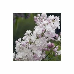 Syringa vulgaris 'Beauty of Moscow' | Lilac 'Krasavitsa Moskvy' | 7L Pot | 120-150cm | By Frank P Matthews