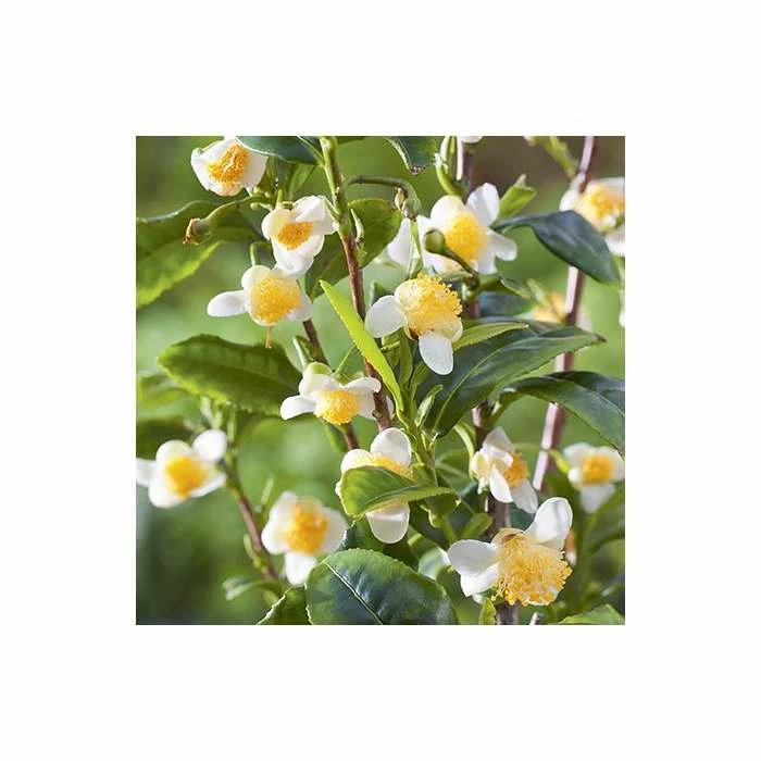 1ft Tea Plant | 3L Pot | Camellia Sinensis var. Sinensis 1 1ft Tea Plant | 3L Pot | Camellia Sinensis var. Sinensis