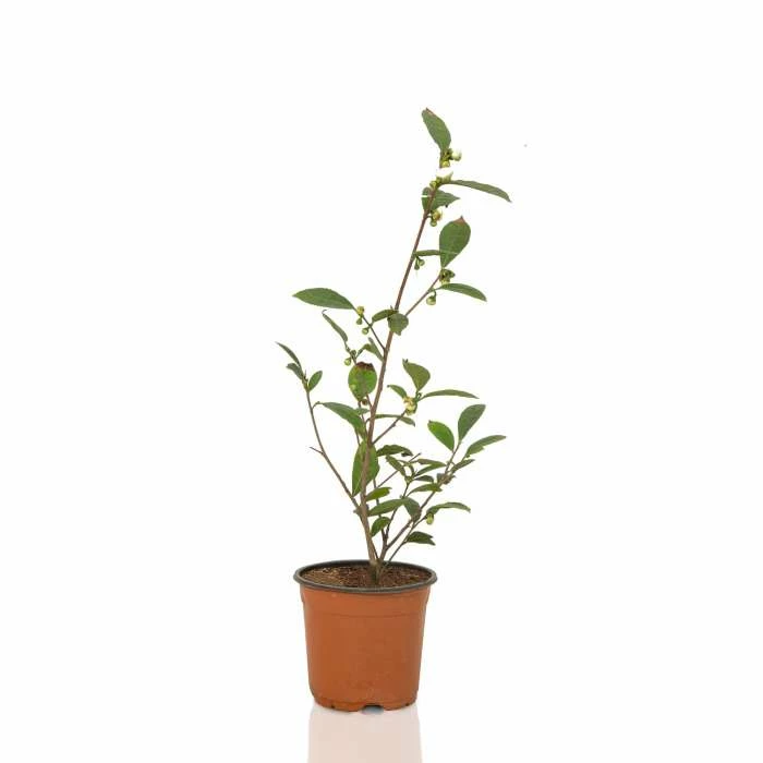 1ft Tea Plant | 3L Pot | Camellia Sinensis var. Sinensis 2 1ft Tea Plant | 3L Pot | Camellia Sinensis var. Sinensis - Image 2