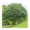 Acer griseum | Paper Bark Maple Tree | 5L Pot | By Frank P Matthews