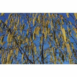 Betula albosinensis 'Fascination' | Chinese White Bark Birch Tree | 12L Pot | 150-180cm | By Frank P Matthews 5 Betula albosinensis 'Fascination' | Chinese White Bark Birch Tree | 12L Pot | 150-180cm | By Frank P Matthews -Yellow Plants Store TR1170 add image 1 48e7