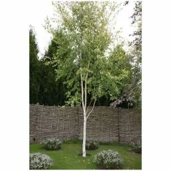 Betula pendula subsp. pendula 'Golden Fountain' | Golden Birch Tree | 12L Pot | 150-180cm | By Frank P Matthews
