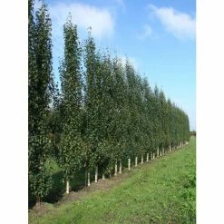 Betula pendula 'Fastigiata Joes' (PBR) | Upright Birch Tree | 12L Pot | 150-180cm | By Frank P Matthews -Yellow Plants Store TR1173 add image 2 78fe