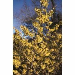 Hamamelis x intermedia 'Pallida' | Yellow Witch Hazel Tree | 12L Pot | 120-150cm -Yellow Plants Store TR1190 add image 1 ed6a