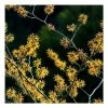 Hamamelis x intermedia 'Pallida' | Yellow Witch Hazel Tree | 12L Pot | 120-150cm