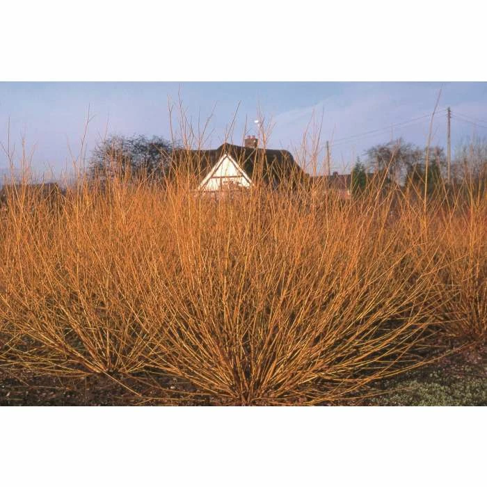 Salix alba 'Golden Ness' | White Willow Tree | 12L Pot | 150-180cm | By Frank P Matthews 2 Salix alba 'Golden Ness' | White Willow Tree | 12L Pot | 150-180cm | By Frank P Matthews - Image 2