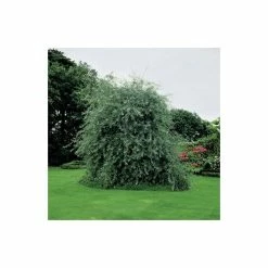 Pyrus salicifolia 'Pendula' Tree | Weeping Silver Pear Tree | Bare Root | 110-140cm -Yellow Plants Store TR1341 add image 2 3fed