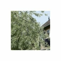 Pyrus salicifolia 'Pendula' Tree | Weeping Silver Pear Tree | Bare Root | 110-140cm -Yellow Plants Store TR1341 add image 3 4cca