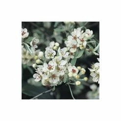 Pyrus salicifolia 'Pendula' Tree | Weeping Silver Pear Tree | Bare Root | 110-140cm -Yellow Plants Store TR1341 add image 4 6de1