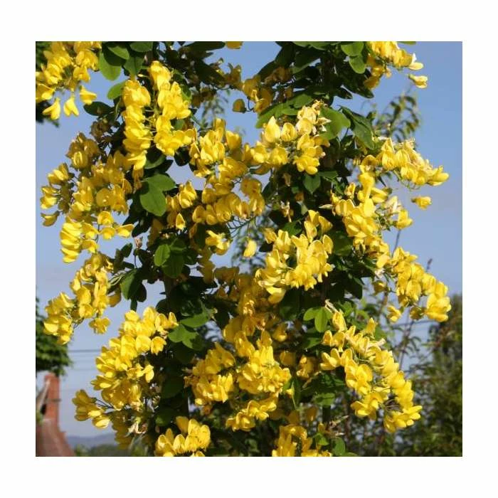 Laburnum x anagyroides 'Yellow Rocket' | Golden Chain Tree | 7L Pot | 120-150cm | By Frank P Matthews 1 Laburnum x anagyroides 'Yellow Rocket' | Golden Chain Tree | 7L Pot | 120-150cm | By Frank P Matthews