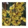 Hamamelis x intermedia 'Arnold Promise' | Yellow Witch Hazel Tree | 12L Pot | 150-180cm | By Frank P Matthews