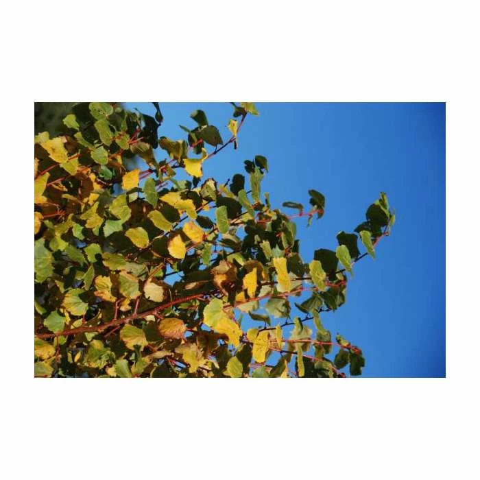 Tilia cordata 'Winter Orange' | Lime Tree | 7L Pot | 120-150cm | By Frank P Matthews 1 Tilia cordata 'Winter Orange' | Lime Tree | 7L Pot | 120-150cm | By Frank P Matthews