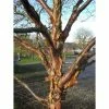 Betula 'Dark-Ness' | Himalayan Birch Tree | 12L Pot | 150-180cm | By Frank P Matthews