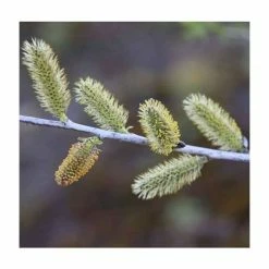 Salix irrorata | Blue Willow Tree | 12L Pot | 150-180cm | By Frank P Matthews -Yellow Plants Store TR1433 add image 1 e79e